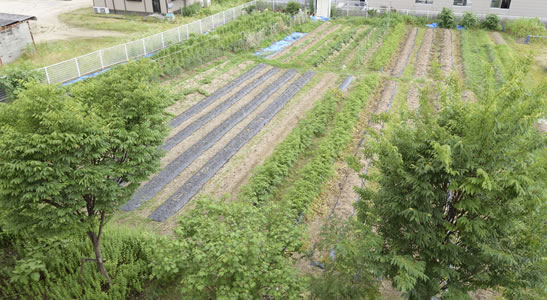 写真:くにとみ農園